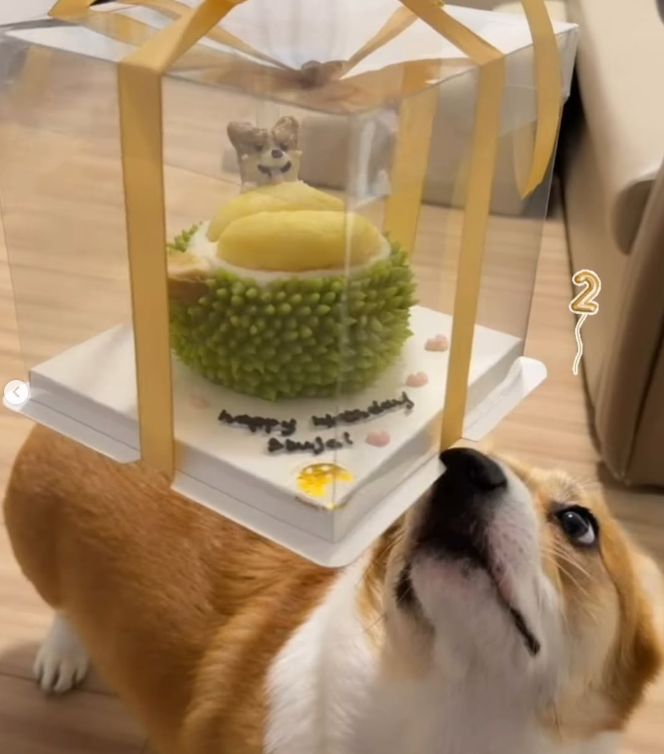 🍈 榴槤忘返