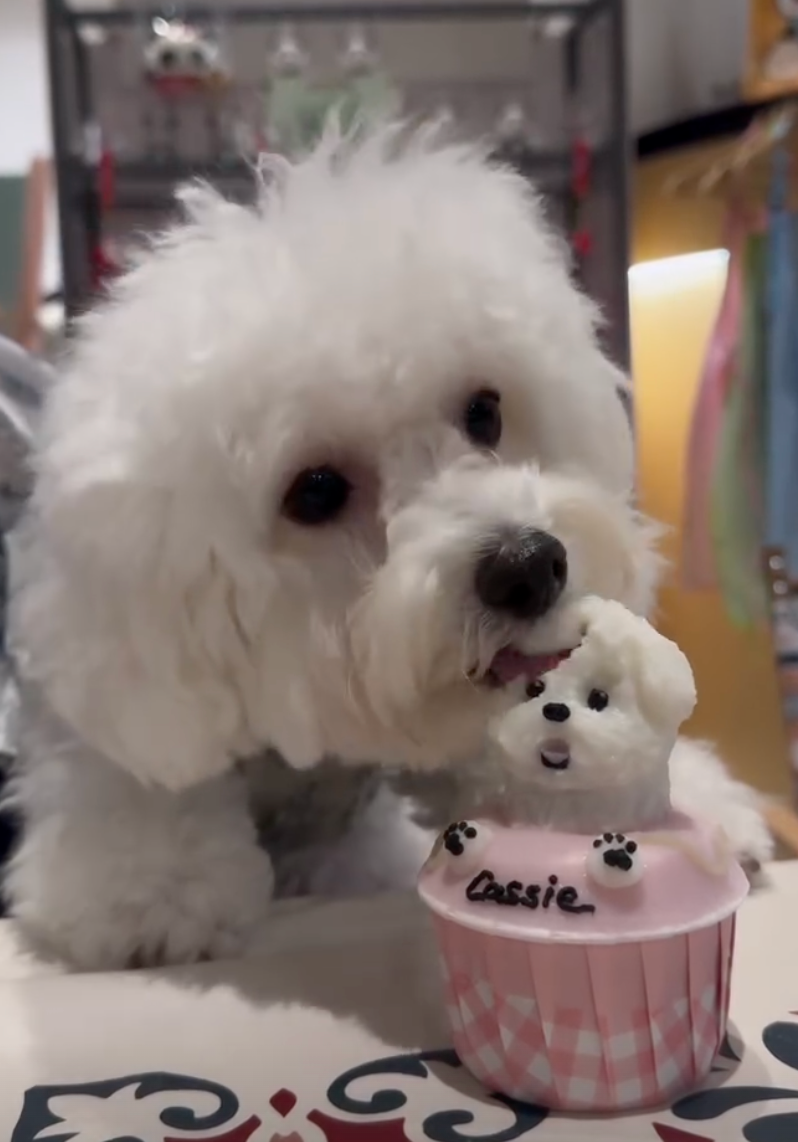 迷你造型 Pupcake
