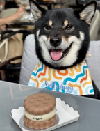 Kumoji Mini Cake 寵物西餅